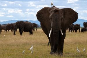 فیل‌ها ممکن است یکدیگر را به نام صدا کنند

