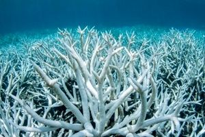 اسیدی شدن اقیانوس‌ ها و تأثیر منفی بر گونه‌ های زیستی