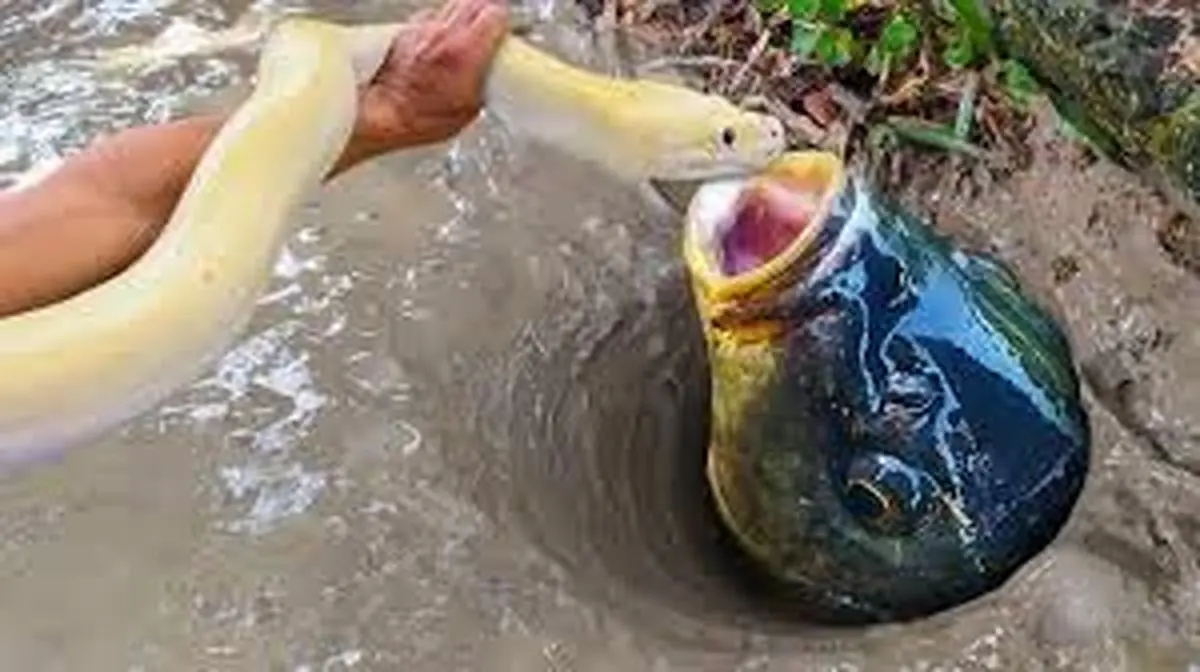 روش عجیب صید ماهی با استفاده از مار به روش ماهیگیر چینی/ ببینید