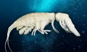 دانشمندان یک گونه تازه کشف شده در اعماق اقیانوس را «تاریکی» نامگذاری کردند/ عکس