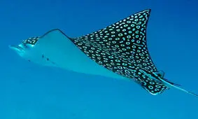 بازی جالب سفره ماهیها در ساحل فلوریدا/ ویدئو