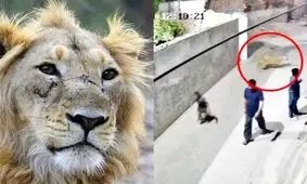  حمله شیر خانگی به زن و دو کودک در لاهور/ ویدئو