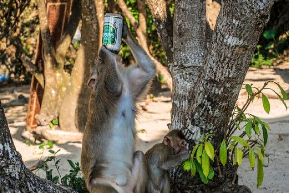 ترک اعتیاد الکل در میمون‌ها با کمک یک هورمون

