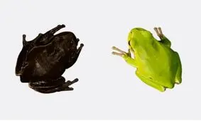 تشعشعات هسته‌ای در چرنوبیل، رنگ قورباغه‌ها را به مشکی تغییر داده است