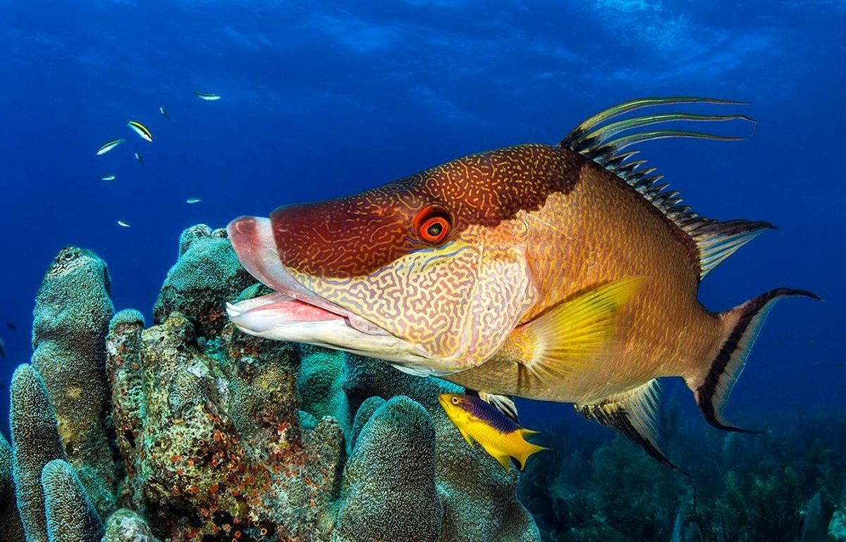 ماهی عجیبی که می‌تواند با پوستش «ببیند»