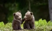 روی دو پا راه رفتن بچه خرس ها/ ویدئو