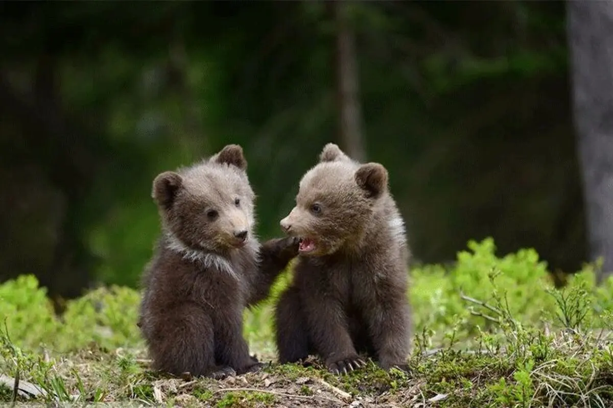 روی دو پا راه رفتن بچه خرس ها/ ویدئو