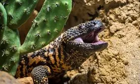 هیولای گیلا؛ مارمولکی که می‌تواند انسان را از پا دربیاورد