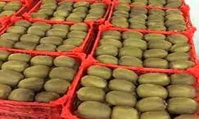 اما و اگرهای واردات طلا در ازای صادرات/ هند دوباره بار کیوی ایران را برگرداند!