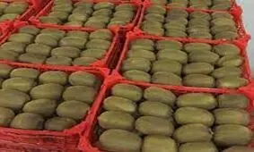 اما و اگرهای واردات طلا در ازای صادرات/ هند دوباره بار کیوی ایران را برگرداند!