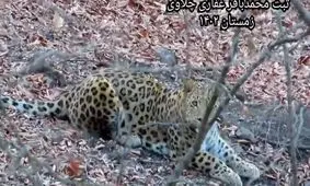 صحبت کردن جالب محیط‌بان مازندرانی با یک پلنگ/ ویدئو