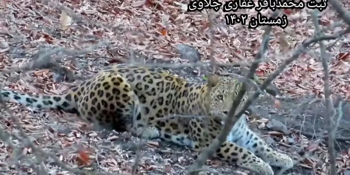 صحبت کردن جالب محیط‌بان مازندرانی با یک پلنگ/ ویدئو