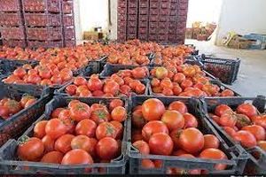 آغاز صادرات گوجه فرنگی به سوریه از طریق عراق