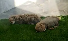 جدیدترین تصاویر "آذر" و "توران"