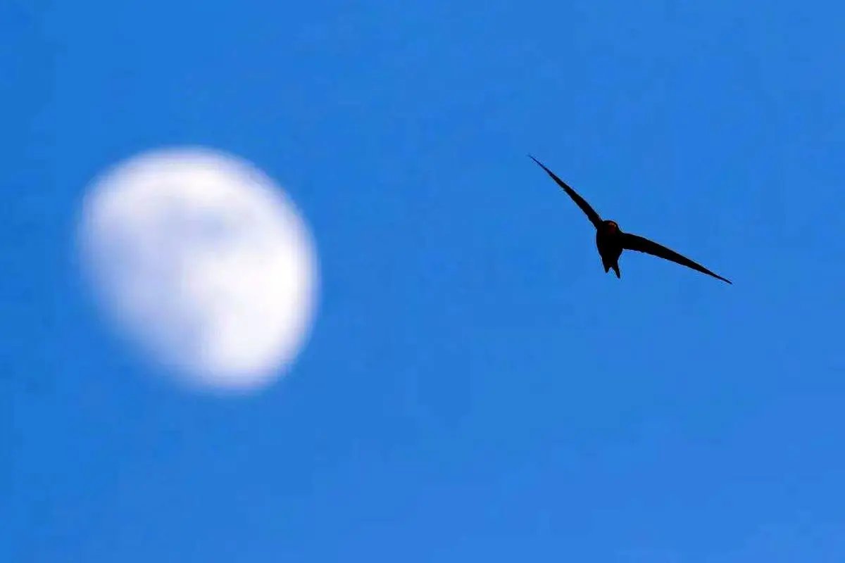 پرنده‌ای که یک سال بدون فرود پرواز می‌کند