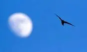 پرنده‌ای که یک سال بدون فرود پرواز می‌کند