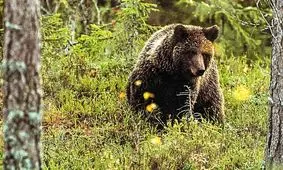 برخورد ترسناک یک شکارچی با خرس قهوه‌ای/ ویدئو