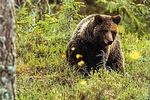 برخورد ترسناک یک شکارچی با خرس قهوه‌ای/ ویدئو