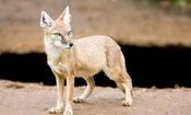 حمله خونین یک روباه به 4 اردبیلی