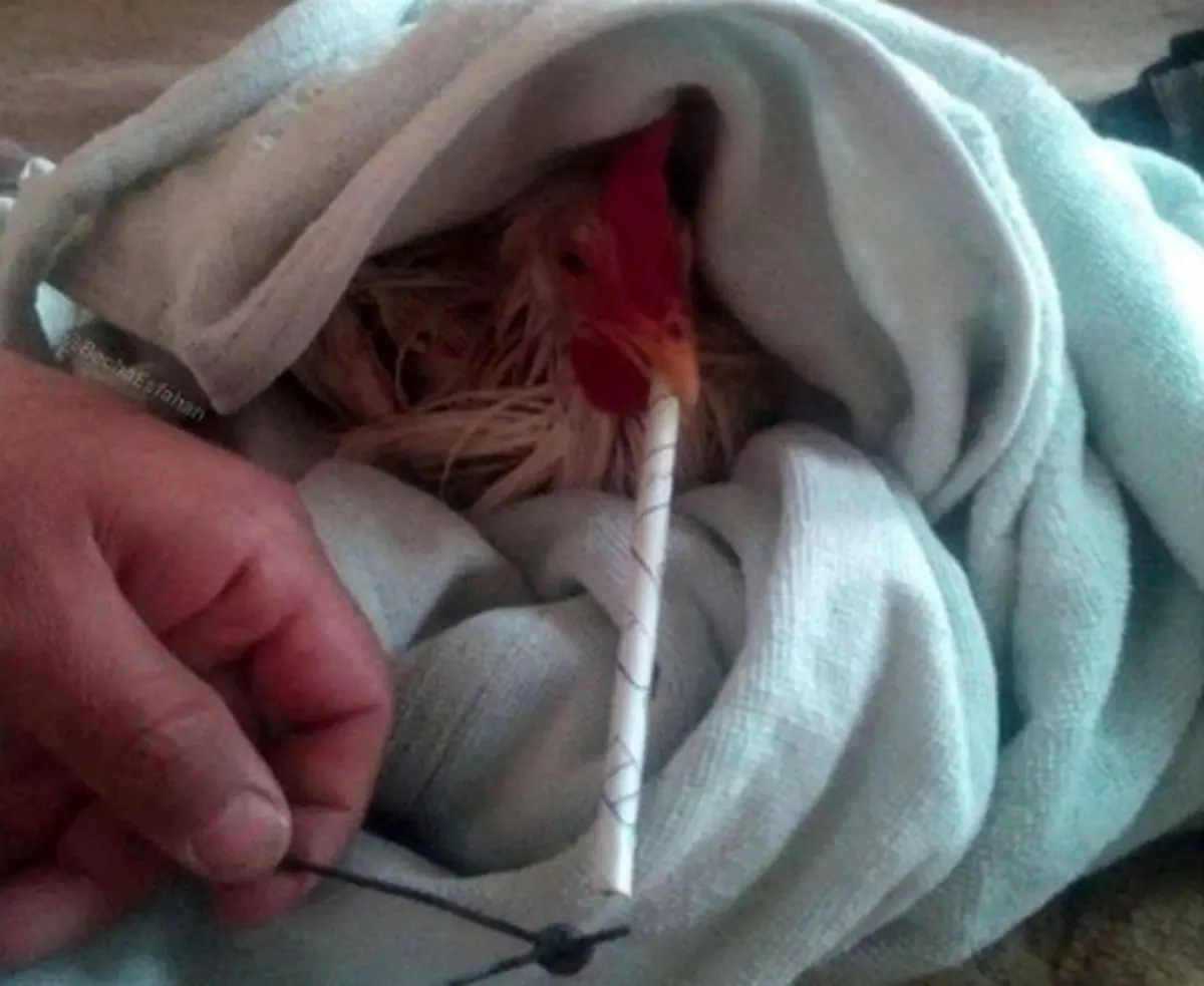 مرغ تریاکی واقعیت ندارد