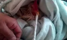 مرغ تریاکی واقعیت ندارد