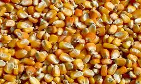 چالش‌ های تعیین تکلیف ذرت‌ های آلوده/  ۲۰۰ میلیارد تومان باید برای امحا هزینه شود