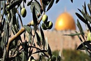فلسطین؛ سرزمین زیتون مقدس / حکایت ملتی که برای آزاری، مقاومت می‌کند