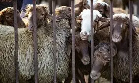 جدیدترین قیمت دام زنده اعلام شد/ در آستانه عید قربان قیمت‌ها چه تغییری می‌کند؟

