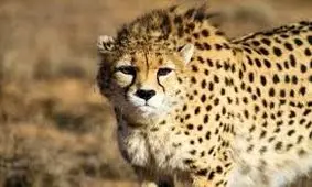 توانایی "ایران" برای باروری و تولید مثل تا ۵ سال آینده