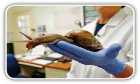 هجوم‌ حلزون های غول آسا به فلوریدا

