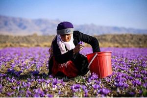 تولید زعفران ایران به نصف رسید!
