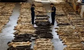 گمرک، تخلف برخی صادر کنندگان پوست و چرم را افشا کرد/ صادرات به اسم ضایعات