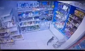 سرقت گربه از فروشگاه؛ واکنش خانم فروشنده/ ویدئو