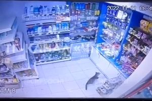 سرقت گربه از فروشگاه؛ واکنش خانم فروشنده/ ویدئو