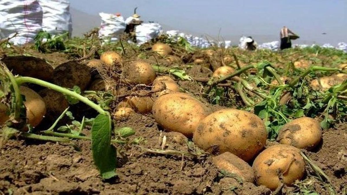 ۱۲ هزار تن سیب زمینی در دهلران برداشت می شود