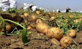 ۱۲ هزار تن سیب زمینی در دهلران برداشت می شود
