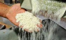 قیمت جدید برنج پاکستانی در بازار چند؟ 

