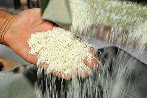 قیمت جدید برنج پاکستانی در بازار چند؟ 
