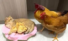 مرغ و خروسی که جوجه‌هایشان را به گربه می‌سپارند/ ویدئو