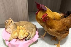 مرغ و خروسی که جوجه‌هایشان را به گربه می‌سپارند/ ویدئو