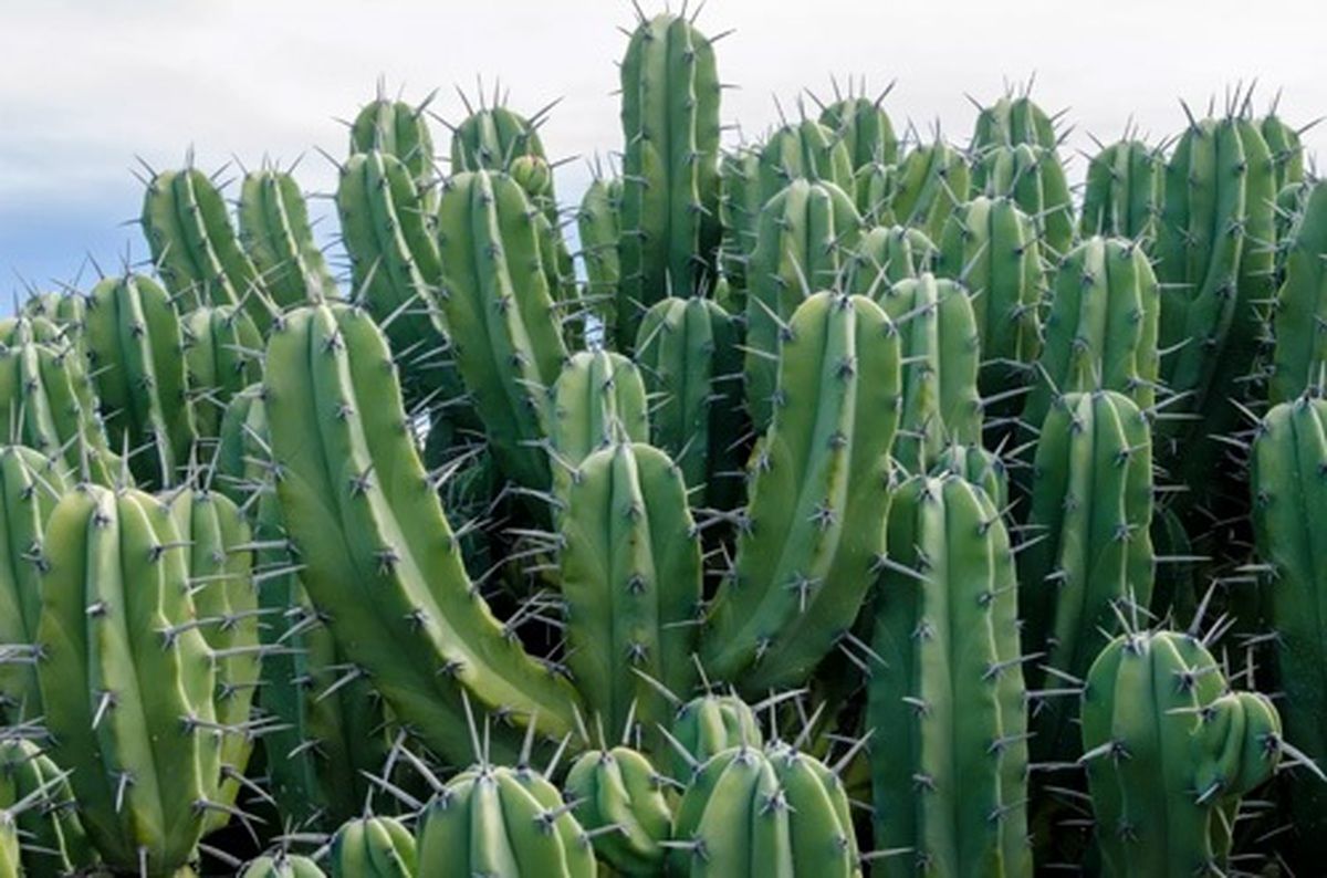 زیباترین کاکتوسهای آپارتمانی غول پیکر