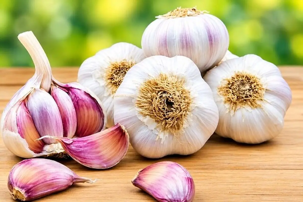 علم درباره فواید سیر چه می‌گوید؟+نظرات ابن سینا