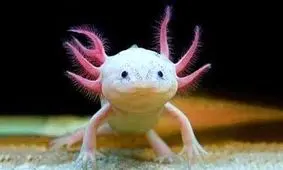 زشت‌ترین موجود زنده جهان!
