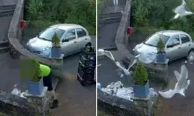 ضیافت مرغان دریایی پس از سهل انگاری پیک تحویل غذا/ ویدئو