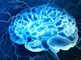اوج عملکرد مغز انسان در چند سالگی است؟

