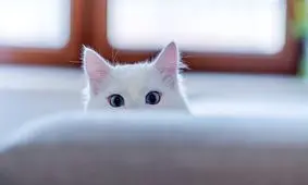 ۱۰ نکته که گربه‌دوستان باید بدانند؛ حیوان خانگی شما از چه کارهایی متنفر است؟