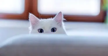 غذای چلویی و فست‌فودی در رستوران ویژه حیوانات!