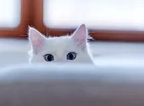 غذای چلویی و فست‌فودی در رستوران ویژه حیوانات!