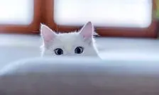 غذای چلویی و فست‌فودی در رستوران ویژه حیوانات!