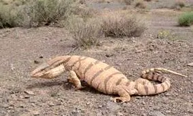 درگیری بامزه بین بزمجه و کفتار بر سر لاشه گورخر/ ویدئو 